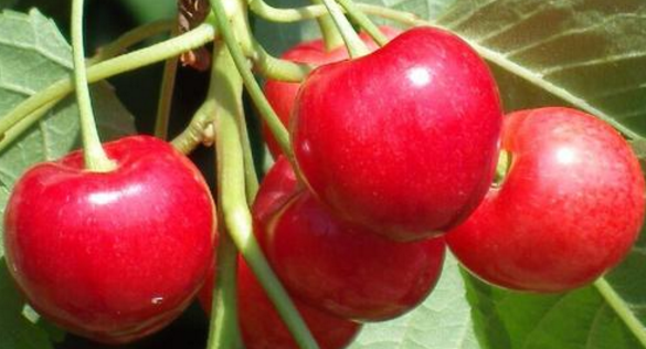 大櫻桃采摘后，如何加強(qiáng)管理讓來(lái)年豐產(chǎn)穩(wěn)產(chǎn)？