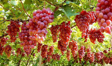 紅提葡萄樹(shù)春、冬兩季如何進(jìn)行修剪？