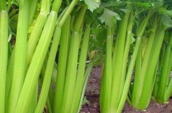 芹菜開(kāi)裂產(chǎn)量低，咋防治？