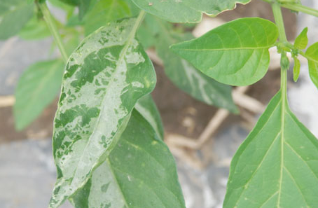 辣椒病毒病如何防？