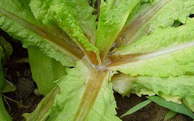 萵筍水爛病的癥狀有哪些？該如何防治